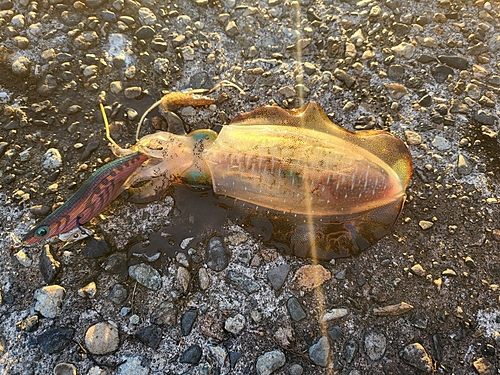 アオリイカの釣果