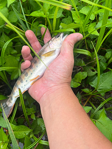 ヤマメの釣果