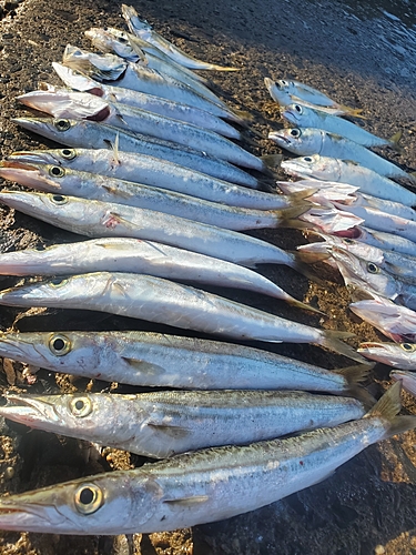 アカカマスの釣果