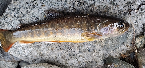 イワナの釣果