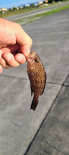 オオモンハタの釣果