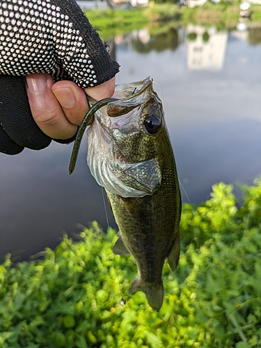 釣果