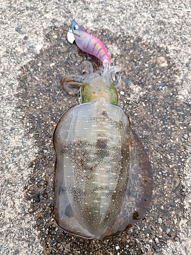 アオリイカの釣果