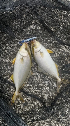 ショゴの釣果