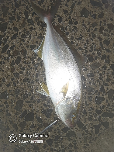 ネリゴの釣果