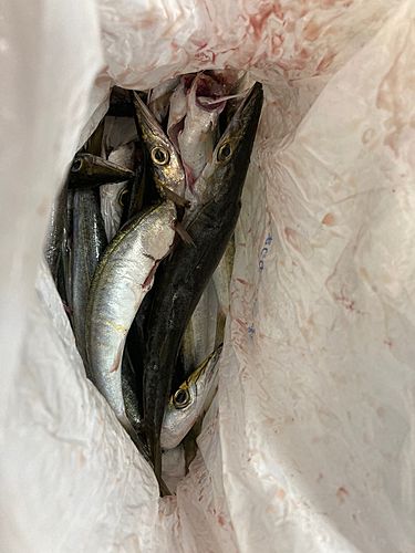 カマスの釣果