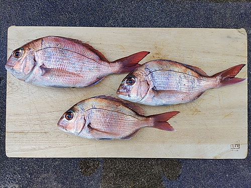 マダイの釣果