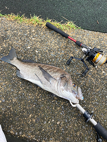 チヌの釣果