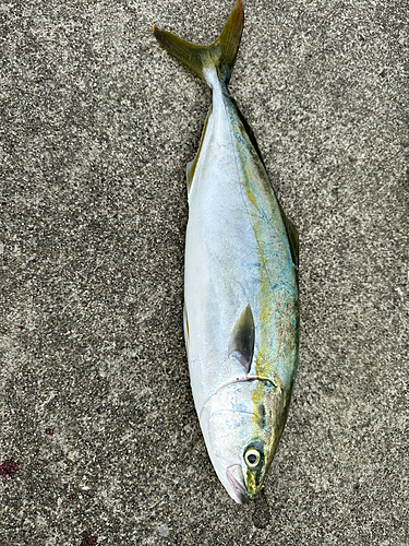 ショッコの釣果