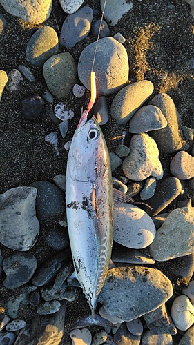 マルソウダの釣果