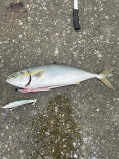 イナダの釣果