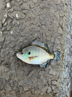 ブルーギルの釣果