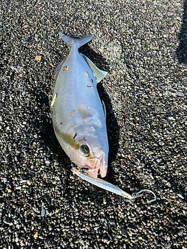 ショゴの釣果