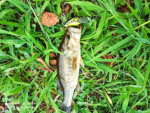 ブラックバスの釣果