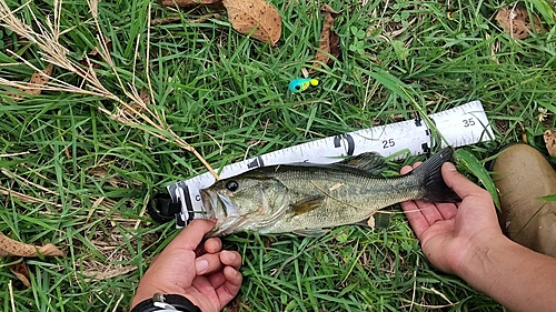 ブラックバスの釣果