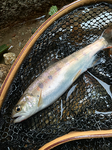 ヤマメの釣果