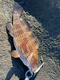 オオモンハタの釣果