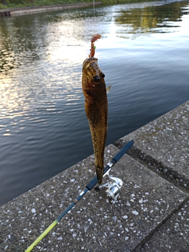 マハゼの釣果