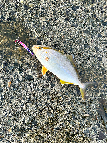 ショゴの釣果