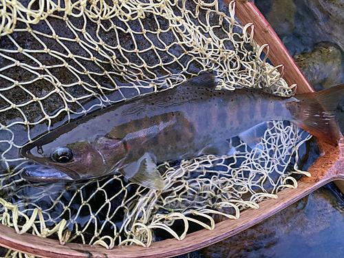 アマゴの釣果