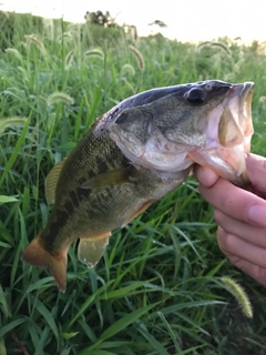 ラージマウスバスの釣果