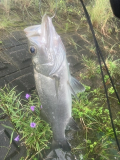 フッコ（ヒラスズキ）の釣果