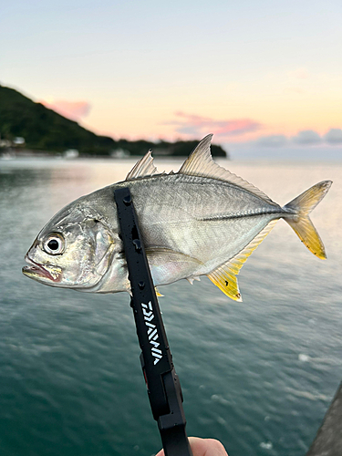 メッキの釣果