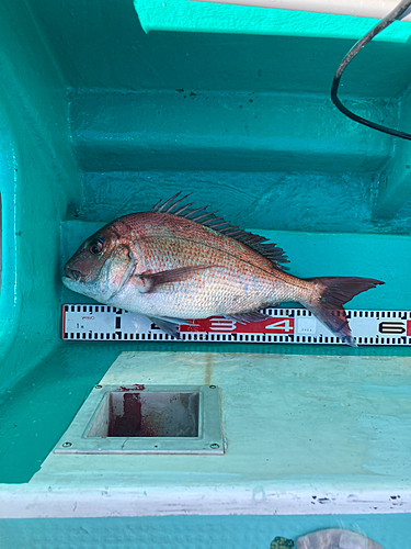 マダイの釣果