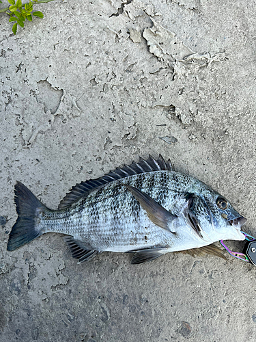 チヌの釣果