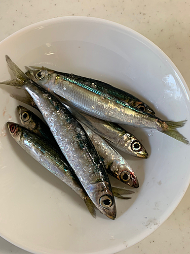 ウルメイワシの釣果