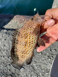 オオモンハタの釣果