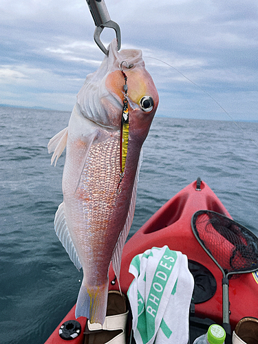 アカアマダイの釣果