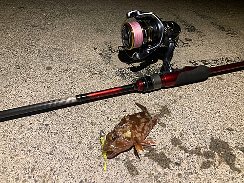 カサゴの釣果