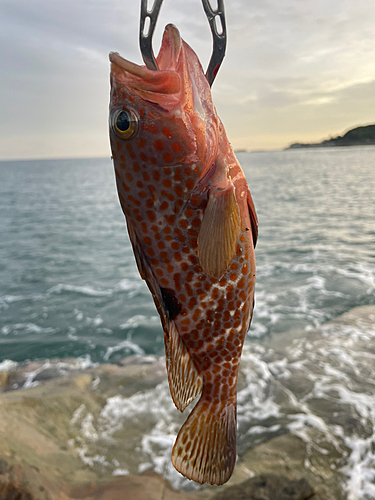 キジハタの釣果