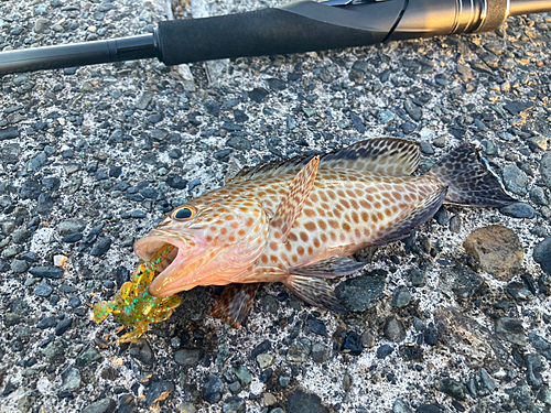 オオモンハタの釣果