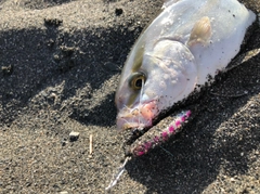 ショゴの釣果