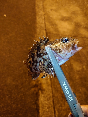 カサゴの釣果