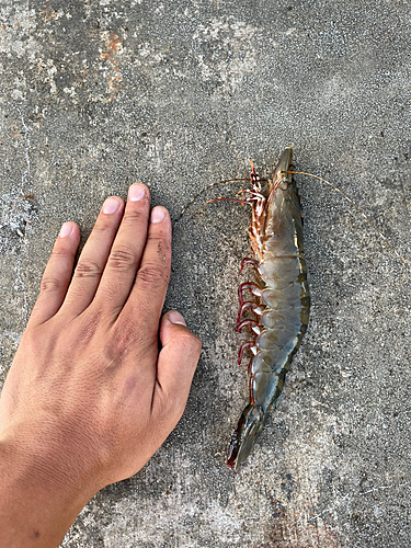 エビの釣果