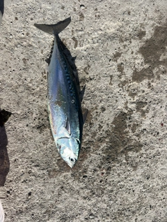 ソウダガツオの釣果