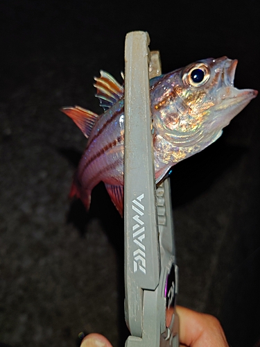 オオスジイシモチの釣果