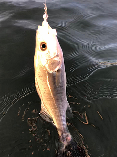 セイゴ（マルスズキ）の釣果