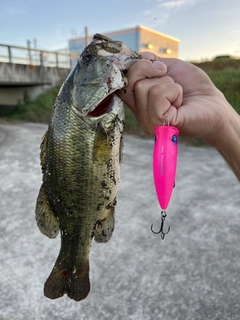 ラージマウスバスの釣果