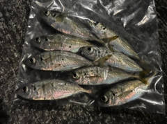 アジの釣果