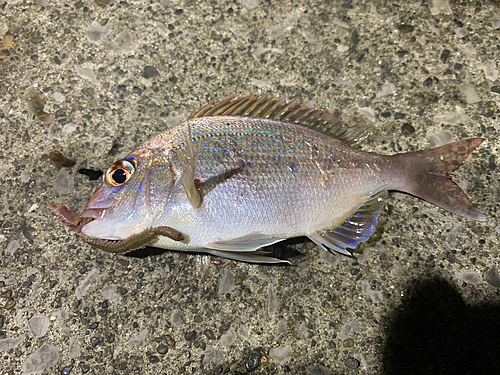 タイの釣果