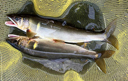 アユの釣果