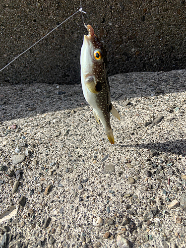 クサフグの釣果