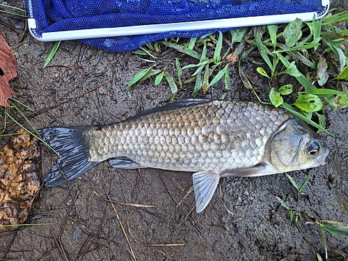 フナの釣果