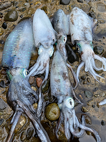 アオリイカの釣果