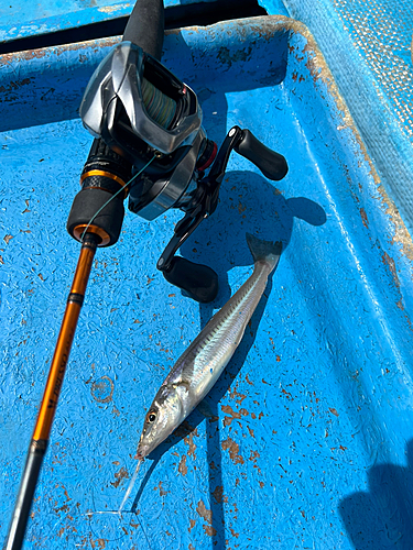 キスの釣果