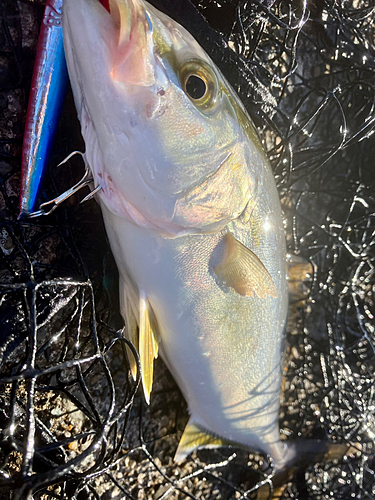 ショゴの釣果